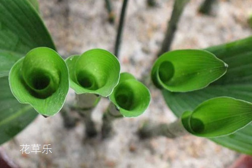 干发喷雾亚洲av影院av综合，瞬间焕发新发型的魔法秘密